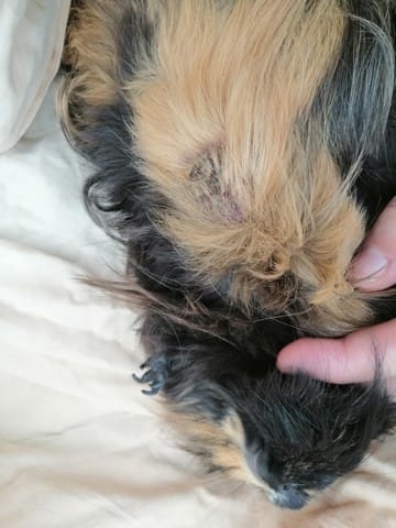 Blessure sur le ventre de mon cochon dinde