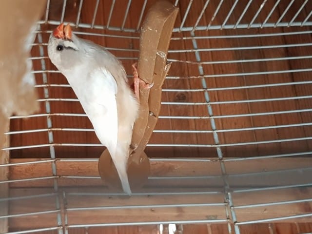 Mâle ou femelle mandarin