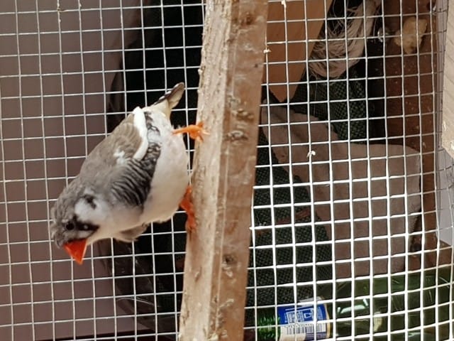 Mandarin mâle ou femelle