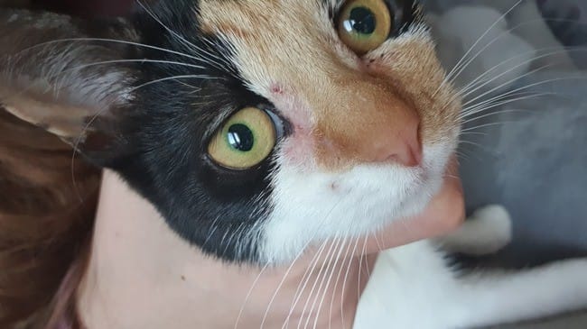 Rougeurs coin de l'œil