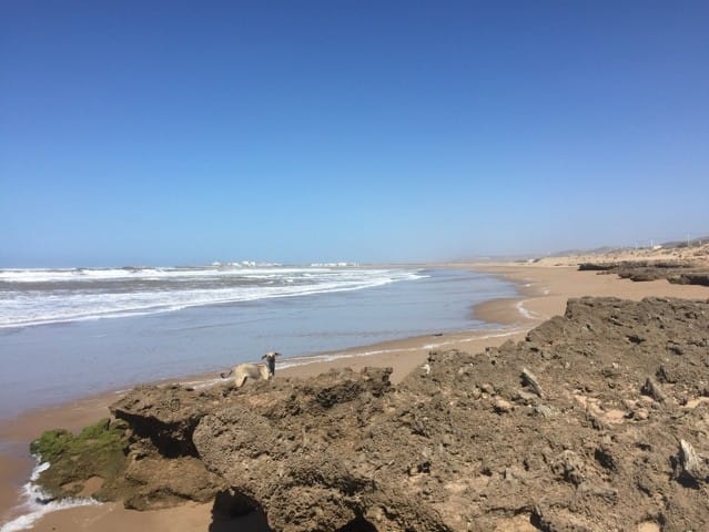 Xena a enfin rebcontree des chiens!