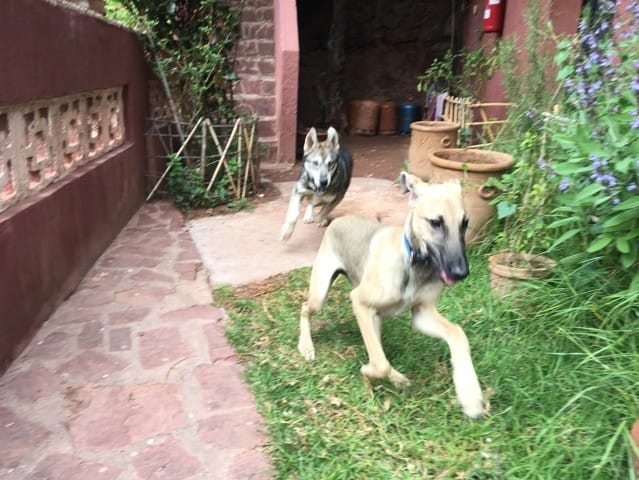 Xena et conseil garde d'un chiot husky (la suite)