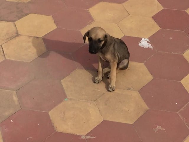 Vos photos de vos loulou chiot et adulte