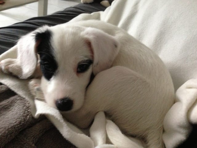 Chien epagneul breton * parson russel terrier a poils durs ???