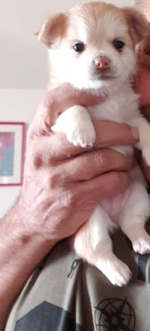 comment savoir si mon chiot chiuhahua aura des poils courts ou longues?