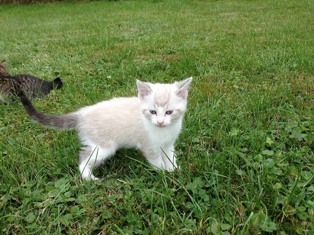 Quelle est la race de ce chaton ?