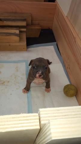 Mon chien est il un staff de pur race ?