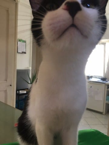 Babine supérieure droite enflée