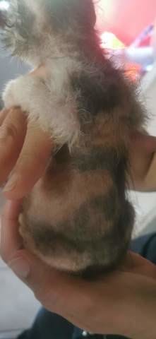 Chaton 4 semaines, perte intégrale des poils