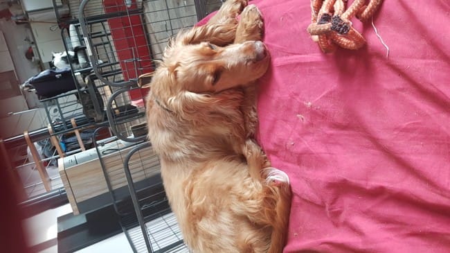 Mon baloo et pas gros