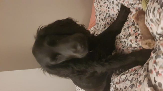 Mes chiots ont bien grandie