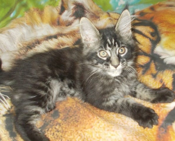 Comment ramener mon chaton