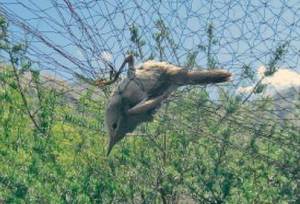 L'oiseau le moins connu du monde capturé en Afghanistan