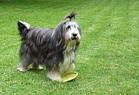 Tania, une bearded collie à double personnalité