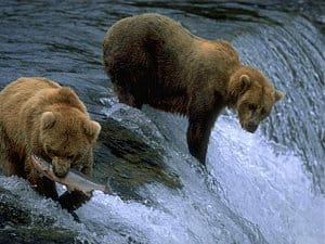Pas de lacher d'OURS dans les Pyrénées
