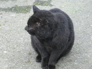 Chats trouvé a St Brieuc