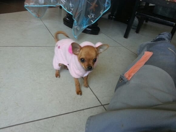 ma chienne ne veut pas être propre
