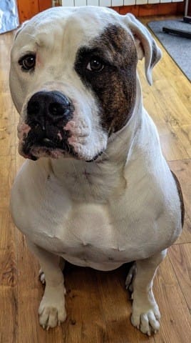 Raideurs et boiteries, douleurs articulaires chez le jeune chien que faire ?