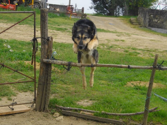 Concours : le plus beau chien !