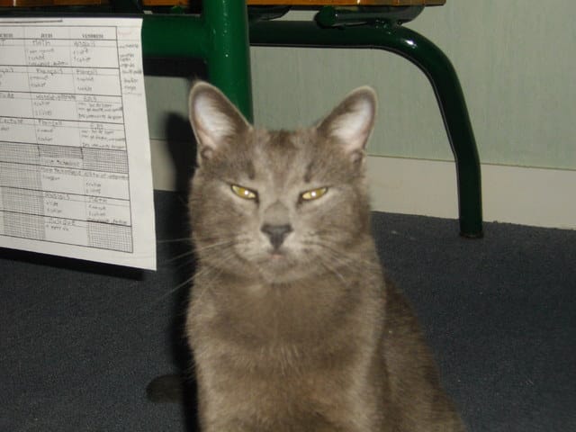 Concours : le plus beau chat !