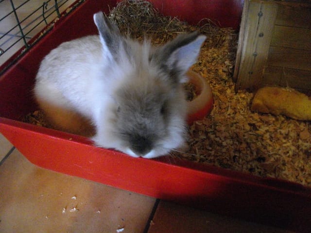 Concours : le plus beau lapin !