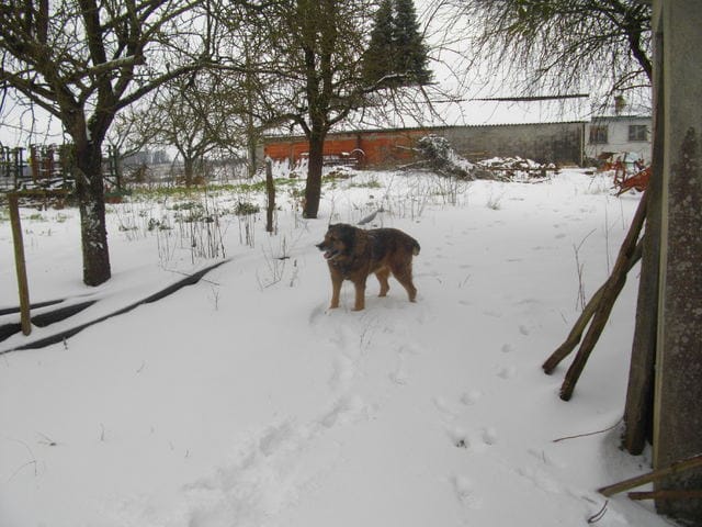Vos animaux dans la neige .