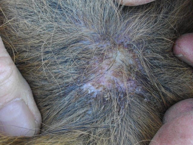 Mon chien a une plaque blanche sur la peau, est-ce grave ? Que faire ?