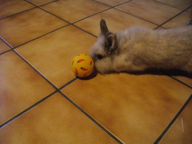 Les jouets , distractions ... 