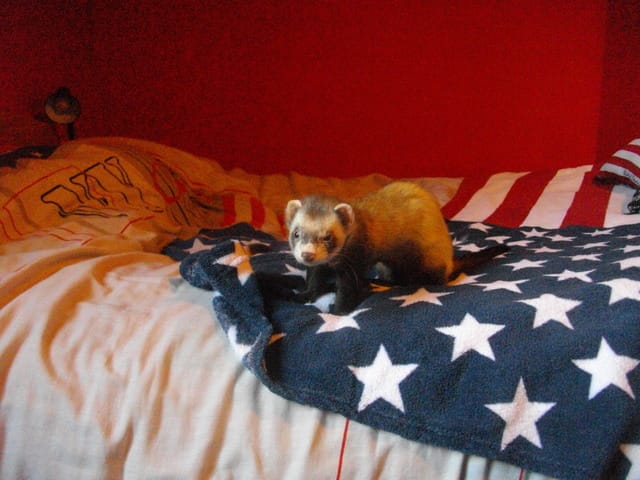 Petits problèmes avec mon furet ...