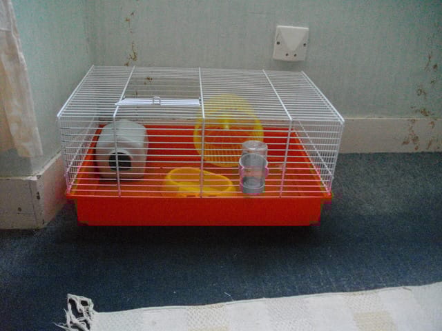 Questions avant adoption d'un hamster