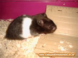 Nom pour hamster Urgent 