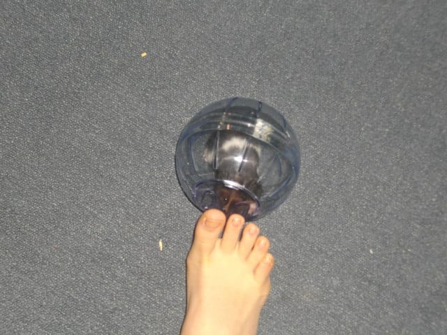 Les dangers de nos hamsters 