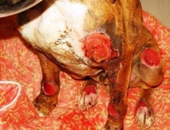 Triste histoire d'un chien attaché à une voiture et trainé sur un kilomètre