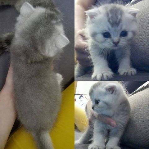 quels robes pour mes chatons ?