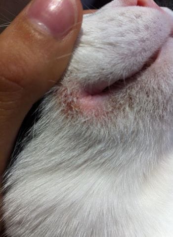 Acné du chat URGENT besoin d'aide