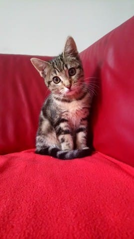 Mon chaton est-il mâle ou femelle ?