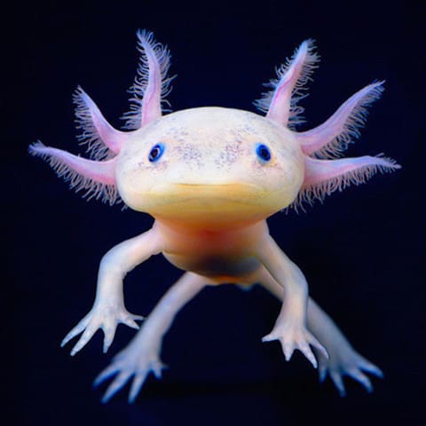 Adopté un axolotl