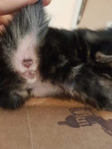 Confirmation du sexe des chatons