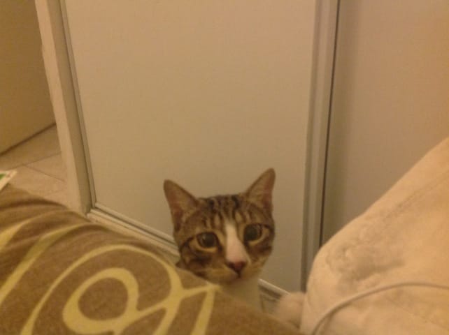 Quelle est la race de mon chat ??