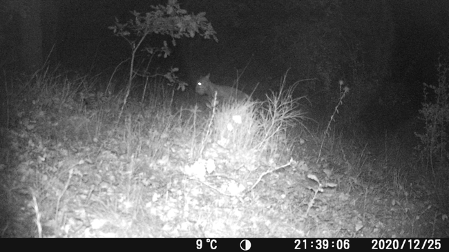 j'ai filmer un animal sauvages dans la foret je n'arrive pas a l'identifier