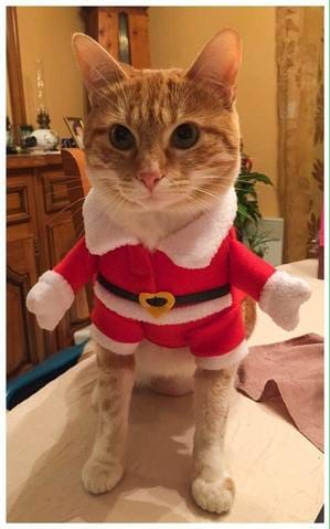 HELP ! Concours Tigrou chat malade.