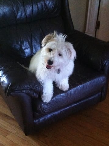 Savoir de quelle race est croiser mon chien