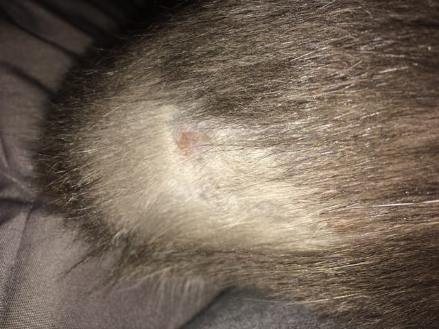 Blessure de mon chat