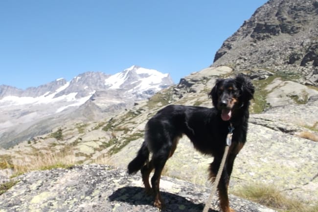 Avis sur le type de croisement de mes chiens