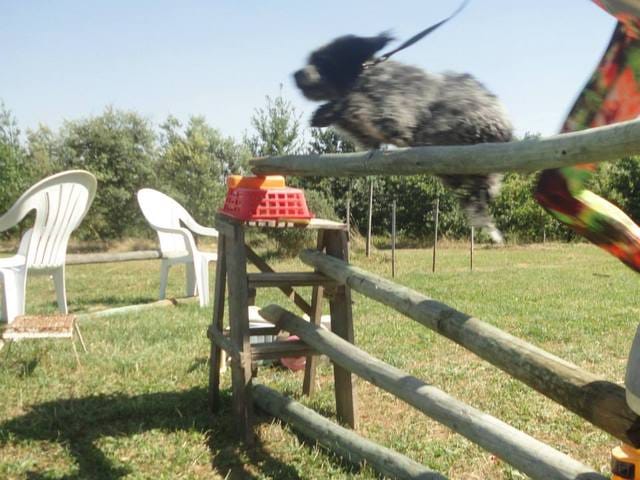 La hauteur des obstacles ~ limite