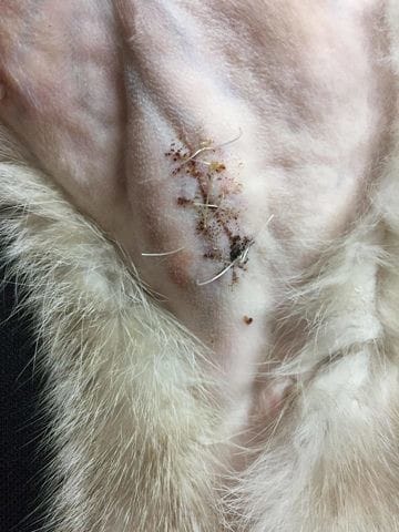 Rougeurs autour de la plaie de ma chatte après sa stérilisation