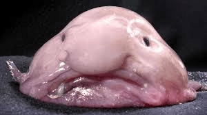 connaissez-vous le Blobfich ?