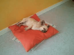 le 02 novembre Fortune a feter son anniversiare 3 ans ! 