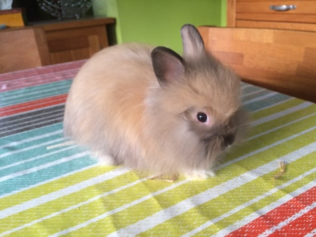 Tête de Lion ou Angora ?