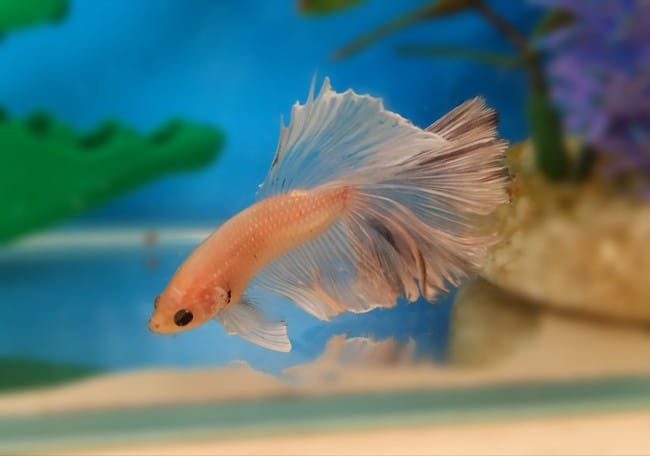 Changement de couleur des yeux de mon poisson combattant